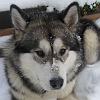 scout 12-2010 9